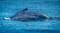 Whales on Stellwagen Bank Cape Ann Whale Watch 2025_2025-06-24_01-32-26_DT7T8739_@TimCardew_2025