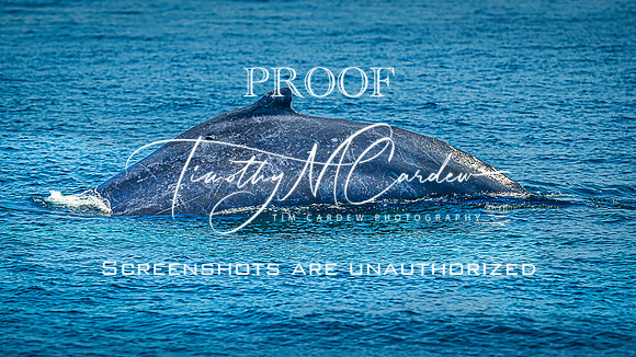 Whales on Stellwagen Bank Cape Ann Whale Watch 2025_2025-06-24_01-32-26_DT7T8739_@TimCardew_2025