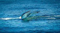 Whales on Stellwagen Bank Cape Ann Whale Watch 2025_2025-06-24_01-32-29_DT7T8764_@TimCardew_2025
