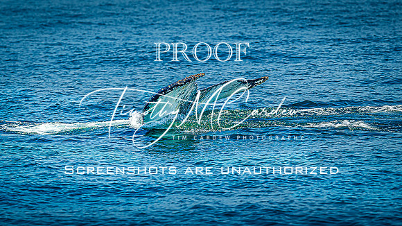 Whales on Stellwagen Bank Cape Ann Whale Watch 2025_2025-06-24_01-32-29_DT7T8764_@TimCardew_2025