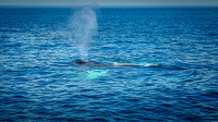 Whales on Stellwagen Bank Cape Ann Whale Watch 2025_2025-06-24_12-05-17_AB5W5828_@TimCardew_2025