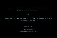 Contact me to buy entire gallery