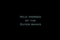 Wild Horses of the Outer Banks