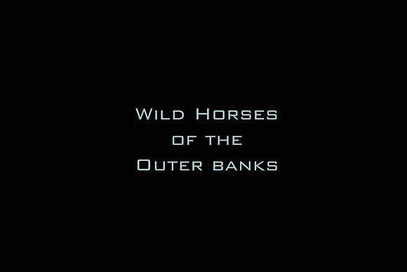 Wild Horses of the Outer Banks