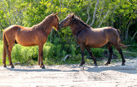 Wild Horses of Corolla, NC OBX_2022-07-04_09-42-06_AB5W8586_@TimCardew_2022