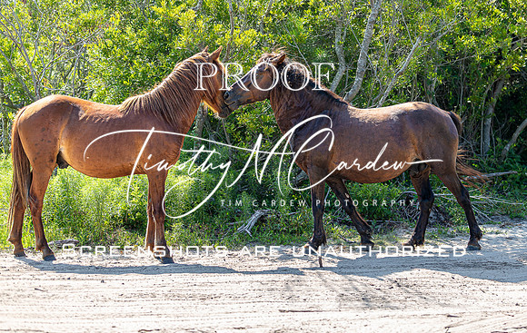 Wild Horses of Corolla, NC OBX_2022-07-04_09-42-06_AB5W8586_@TimCardew_2022
