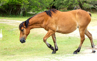 Wild Horses of Corolla with Lily & Charlie at OBX_2022-07-08_09-42-00_AB5W9174_@TimCardew_2022