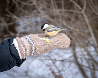The Rockery at the Ipswich River Wildlife Sanctuary Dec 2025_2025-12-26_12-42-28_1K7A9840_@TimCardew_2025