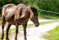 Wild Horses of Corolla, NC OBX_2022-07-04_09-40-36_IM1D8722_@TimCardew_2022