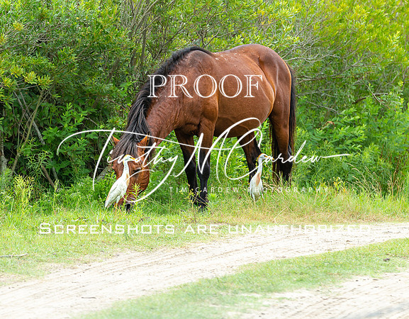 Wild Horses of Corolla with Lily & Charlie at OBX_2022-07-08_10-21-12_AB5W9336_@TimCardew_2022