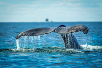 Whales on Jeffreys Ledge _2022-08-14_04-10-56_AB5W1092_@TimCardew_2022