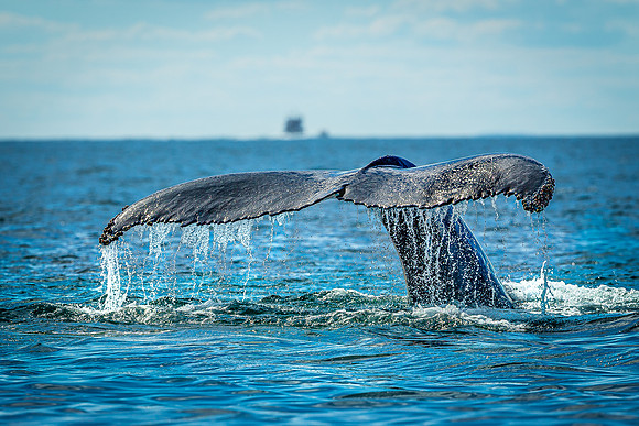 Whales on Jeffreys Ledge _2022-08-14_04-10-56_AB5W1092_@TimCardew_2022