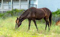 Wild Horses of Corolla with Lily & Charlie at OBX_2022-07-08_09-52-57_AB5W9252_@TimCardew_2022