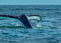 Whales on Jeffreys Ledge _2022-08-14_03-11-12_AB5W9973_@TimCardew_2022