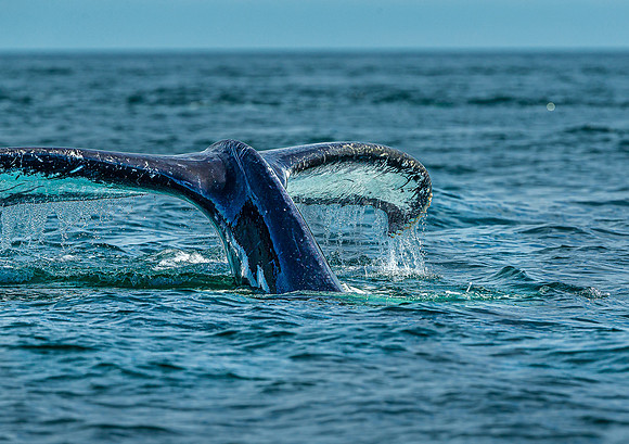 Whales on Jeffreys Ledge _2022-08-14_03-11-12_AB5W9973_@TimCardew_2022