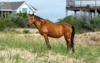 Wild Horses of Corolla with Lily & Charlie at OBX_2022-07-08_10-04-36_AB5W9317_@TimCardew_2022