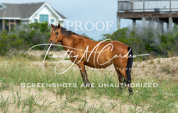 Wild Horses of Corolla with Lily & Charlie at OBX_2022-07-08_10-04-36_AB5W9317_@TimCardew_2022