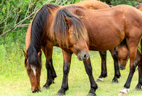 Wild Horses of Corolla with Lily & Charlie at OBX_2022-07-08_09-41-42_AB5W9166_@TimCardew_2022