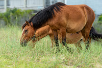 Wild Horses of Corolla with Lily & Charlie at OBX_2022-07-08_09-54-09_AB5W9306_@TimCardew_2022