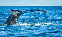 Whales on Jeffreys Ledge _2022-08-14_03-35-07_AB5W0621_@TimCardew_2022