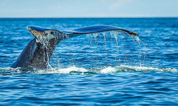 Whales on Jeffreys Ledge _2022-08-14_03-35-07_AB5W0621_@TimCardew_2022