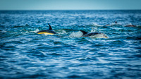 Whales on Jeffreys Ledge _2022-08-14_04-24-41_AB5W1158_@TimCardew_2022