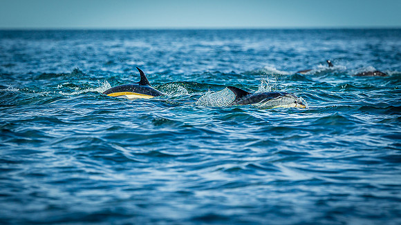 Whales on Jeffreys Ledge _2022-08-14_04-24-41_AB5W1158_@TimCardew_2022
