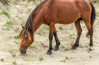 Wild Horses of Corolla with Lily & Charlie at OBX_2022-07-08_09-52-41_AB5W9243_@TimCardew_2022