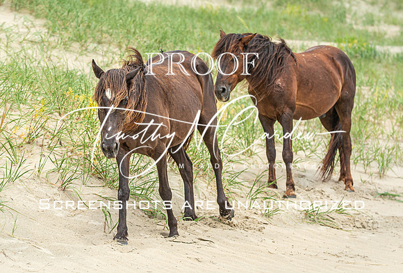 Wild Horses of Corolla with Lily & Charlie at OBX_2022-07-08_11-06-33_AB5W9528_@TimCardew_2022