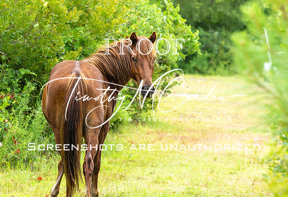Wild Horses of Corolla with Lily & Charlie at OBX_2022-07-08_10-23-43_AB5W9364_@TimCardew_2022