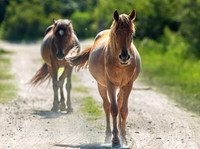 Wild Horses of Corolla, NC OBX_2022-07-04_09-39-52_IM1D8684_@TimCardew_2022