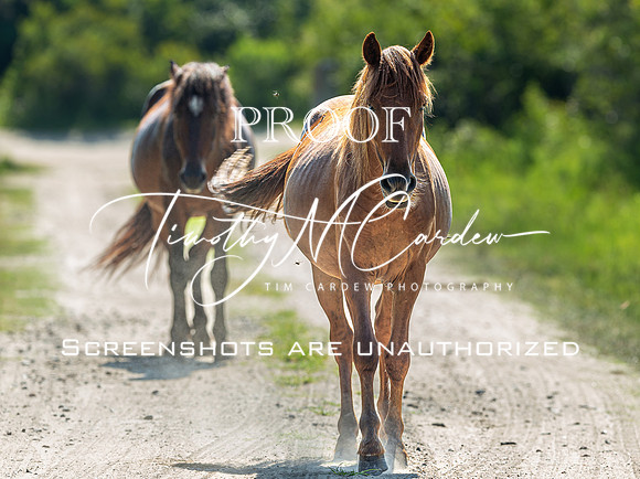 Wild Horses of Corolla, NC OBX_2022-07-04_09-39-52_IM1D8684_@TimCardew_2022