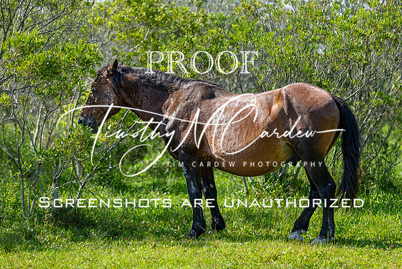 Wild Horses of Corolla, NC OBX_2022-07-04_10-01-34_AB5W8847_@TimCardew_2022