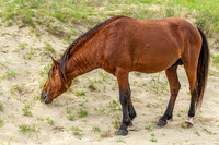 Wild Horses of Corolla with Lily & Charlie at OBX_2022-07-08_09-52-31_AB5W9237_@TimCardew_2022