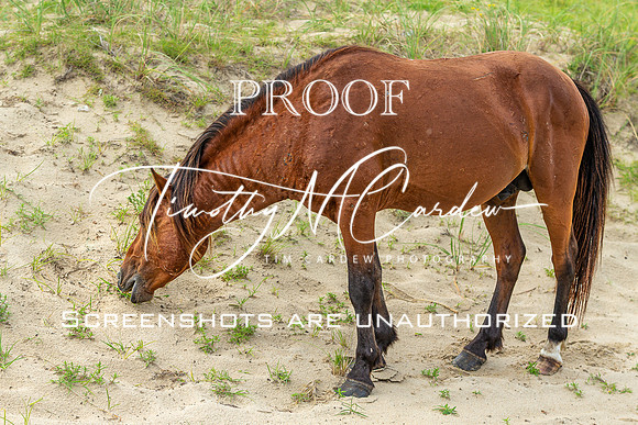 Wild Horses of Corolla with Lily & Charlie at OBX_2022-07-08_09-52-31_AB5W9237_@TimCardew_2022