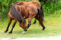 Wild Horses of Corolla with Lily & Charlie at OBX_2022-07-08_09-43-07_AB5W9197_@TimCardew_2022