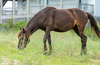 Wild Horses of Corolla with Lily & Charlie at OBX_2022-07-08_09-53-09_AB5W9258_@TimCardew_2022