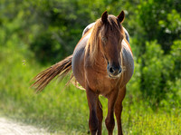 Wild Horses of Corolla, NC OBX_2022-07-04_09-41-22_IM1D8763_@TimCardew_2022
