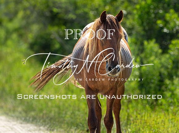 Wild Horses of Corolla, NC OBX_2022-07-04_09-41-22_IM1D8763_@TimCardew_2022