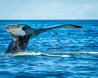 Whales on Jeffreys Ledge _2022-08-14_03-35-07_AB5W0624_@TimCardew_2022