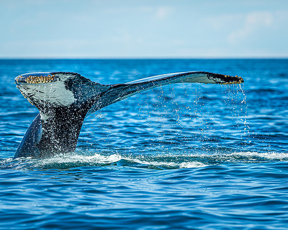 Whales on Jeffreys Ledge _2022-08-14_03-35-07_AB5W0624_@TimCardew_2022