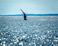 Whales on Jeffreys Ledge _2022-08-14_03-51-34_AB5W0862_@TimCardew_2022