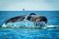 Whales on Jeffreys Ledge _2022-08-14_04-10-55_AB5W1089_@TimCardew_2022