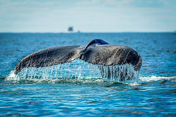 Whales on Jeffreys Ledge _2022-08-14_04-10-55_AB5W1089_@TimCardew_2022