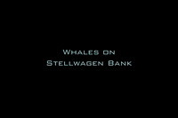 Whales on Stellwagen Bank
