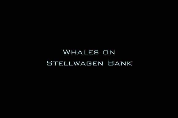 Whales on Stellwagen Bank