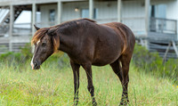 Wild Horses of Corolla with Lily & Charlie at OBX_2022-07-08_09-53-19_AB5W9264_@TimCardew_2022