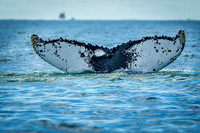 Whales on Jeffreys Ledge _2022-08-14_04-10-57_AB5W1102_@TimCardew_2022
