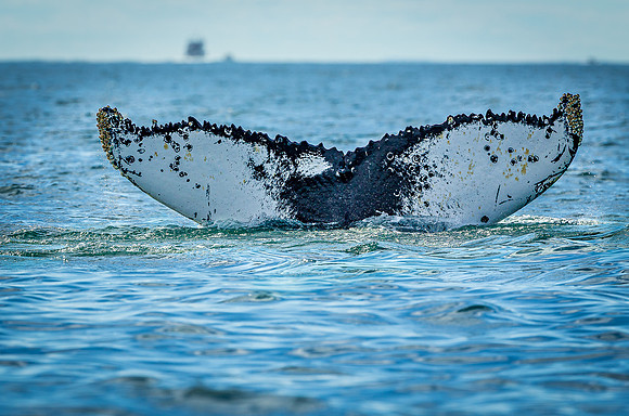 Whales on Jeffreys Ledge _2022-08-14_04-10-57_AB5W1102_@TimCardew_2022