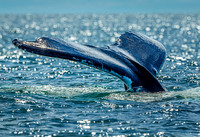 Whales on Jeffreys Ledge _2022-08-14_03-15-43_AB5W0124_@TimCardew_2022
